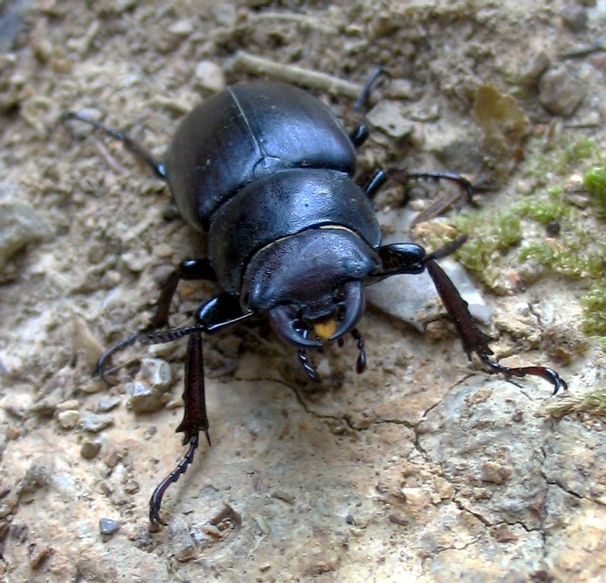 Lucanus tetraodon